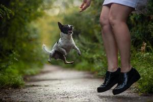 chihuahua hond grappig jumping foto