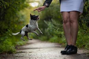 chihuahua hond grappig springt voor een traktatie. opleiding foto