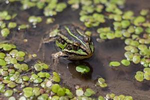 amfibie in water met eendekroos. groen kikker in de vijver. rana esculenta macro foto. foto