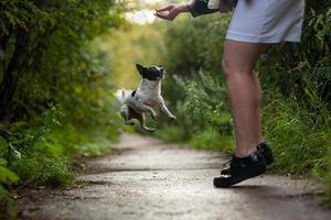 chihuahua vliegend hond grappig springt voor een traktatie. opleiding foto