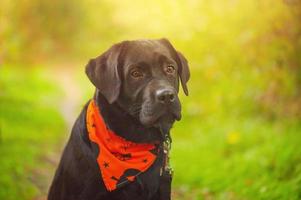 een zwart labrador retriever hond in een oranje halloween bandana. puppy Aan een achtergrond van natuur. foto