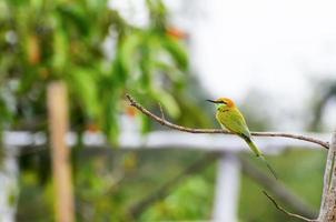 kleine groene bijeneter vogel foto