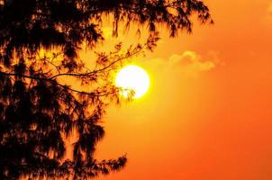 silhouet van de boom en de zon in een licht oranje geel Bij zonsondergang foto