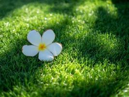 wit bloemen en groen kunstmatig gras zijn gebruikt voor de achtergrond of textuur. foto