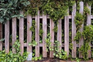 houten hek overwoekerd met groen klimop en jeneverbes. knus binnenplaats in een provinciaal dorp. detailopname. foto