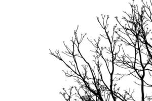 silhouet van boom Afdeling met knipsel pad foto