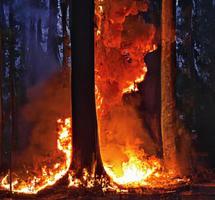 verbrand bomen na wildvuur, verontreiniging en een veel van rook brand vlammen Aan zwart achtergrond, uitbarsten brand vlam structuur Woud vuur, brandend bomen, brand en rook foto