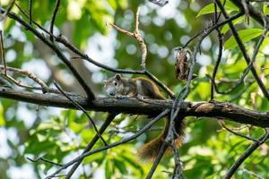 eekhoorn beklimming Aan de boom foto