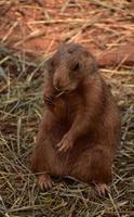 prairie hond kauwend Aan een stuk van rietje foto