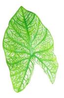 dichtbij omhoog en top visie van vers groen caladium blad met patroon foto
