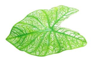 dichtbij omhoog en top visie van vers groen caladium blad met patroon geïsoleerd Aan wit achtergrond met knipsel pad foto