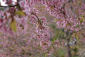 roze kers bloesem in voorjaar foto