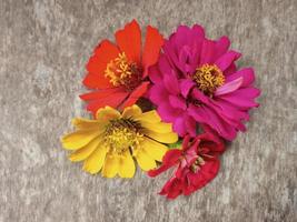 esthetisch kleurrijk bloemen Aan hout structuur achtergrond foto