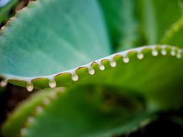 kalanchoe pinata, algemeen bekend net zo kathedraal klok, lucht plant, fabriek van leven, magie blad, goethe's fabriek is een sappig fabriek inheems naar Madagascar foto