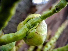 de cocos nucifera palm is een lid van de palm boom familie arecaceae en de enkel en alleen leven soorten van de geslacht kokos. foto