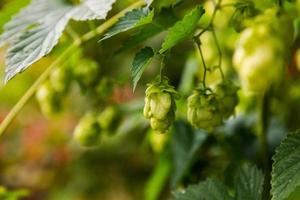 landbouw en landbouw concept. groen vers rijp biologisch hop kegels voor maken bier en brood, dichtbij omhoog. vers hop voor brouwen productie. hop fabriek groeit in tuin of boerderij. foto