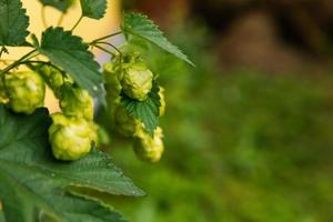 landbouw en landbouw concept. groen vers rijp biologisch hop kegels voor maken bier en brood, dichtbij omhoog. vers hop voor brouwen productie. hop fabriek groeit in tuin of boerderij. foto