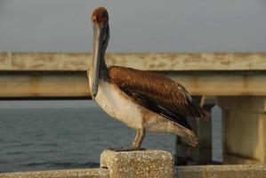 zonneschijn skyway brug - tampa baai, Florida foto