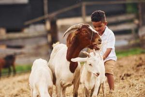 warm het weer. schattig weinig Afrikaanse Amerikaans jongen is Aan de boerderij Bij zomertijd met geiten foto
