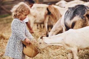 voeden geiten. weinig meisje in blauw kleren is Aan de boerderij Bij zomertijd buitenshuis foto