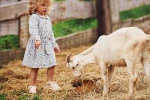 voeden geiten. weinig meisje in blauw kleren is Aan de boerderij Bij zomertijd buitenshuis foto