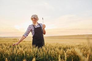 mooi zonlicht. senior elegant Mens met grijs haar- en baard Aan de agrarisch veld- met oogst foto