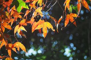 de kleur van herfst bladeren foto