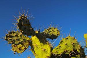 groen cactusvijgcactusblad foto