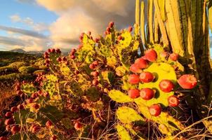 uitzicht op woestijnlandschap foto