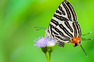 club zilveren lijn of spindasis syama terana, wit vlinder aan het eten nectar Aan de bloemen foto
