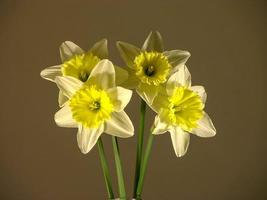 mooi bloemen detailopname foto