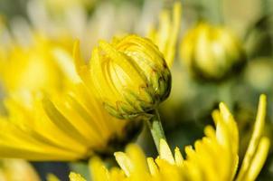 dichtbij omhoog bloemknoppen geel chrysant morifolium bloemen foto