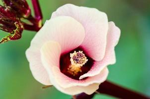 Jamaica zuring of hibiscus sabdariffa bloem foto
