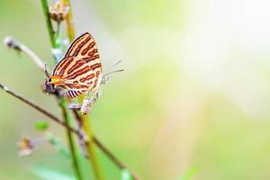 voortplanting van sigarenontsteking syama vlinder foto