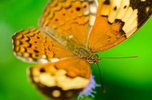 rustiek vlinder kopje erymandit foto