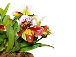 pantoffel orchidee, paphiopedilum exotisch bloemen geïsoleerd Aan wit foto