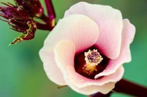 Jamaica zuring of hibiscus sabdariffa bloem foto