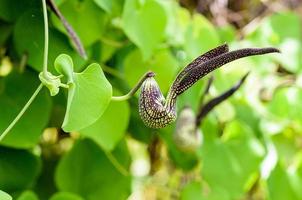 exotisch bloem vormig Leuk vinden een kip foto