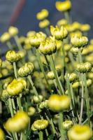 bloemknoppen van geel chrysant morifolium bloemen in de tuin foto