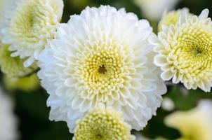 dichtbij omhoog wit chrysant morifolium bloem foto