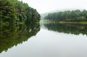 natuur landschap Bij dageraad van meren en pijnboom bossen foto