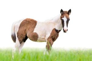 jong paarden op zoek Aan wit achtergrond foto