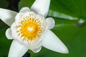 witte lotusbloem foto