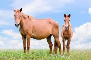 bruin paard en veulen op zoek foto