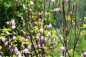 magnolia soulangeana bloemen foto