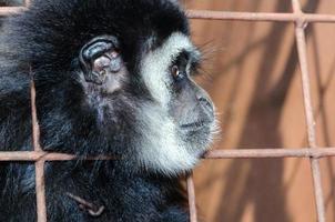 gezicht en ogen neerslachtig van gibbon in een kooi foto