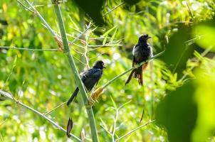 groter racketstaart drongo dicrurus paradijselijk foto