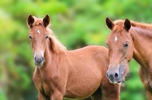 dichtbij omhoog bruin paard op zoek foto