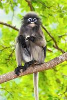 duister blad aap of trachypithecus obscurus Aan boom foto