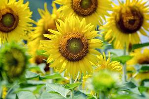 zonnebloem of helianthus annuus in de boerderij foto